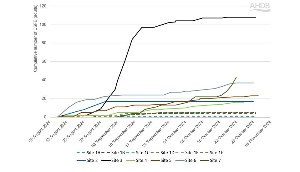 Cabbage stem flea beetle count data chart (5 November 2024)